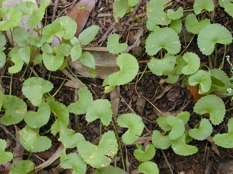 gotu kola can help with memory and concentration