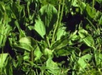 Plantain natural remedy for coughs