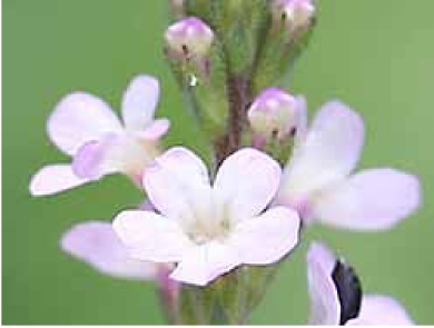 Vervain can help treat flu symptoms