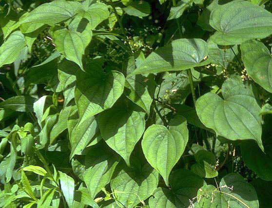 Wild yam can assist with menopausal symptoms