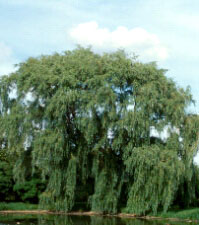 willow is used in the treatment of arthritis