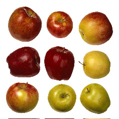 apples are great for juicing