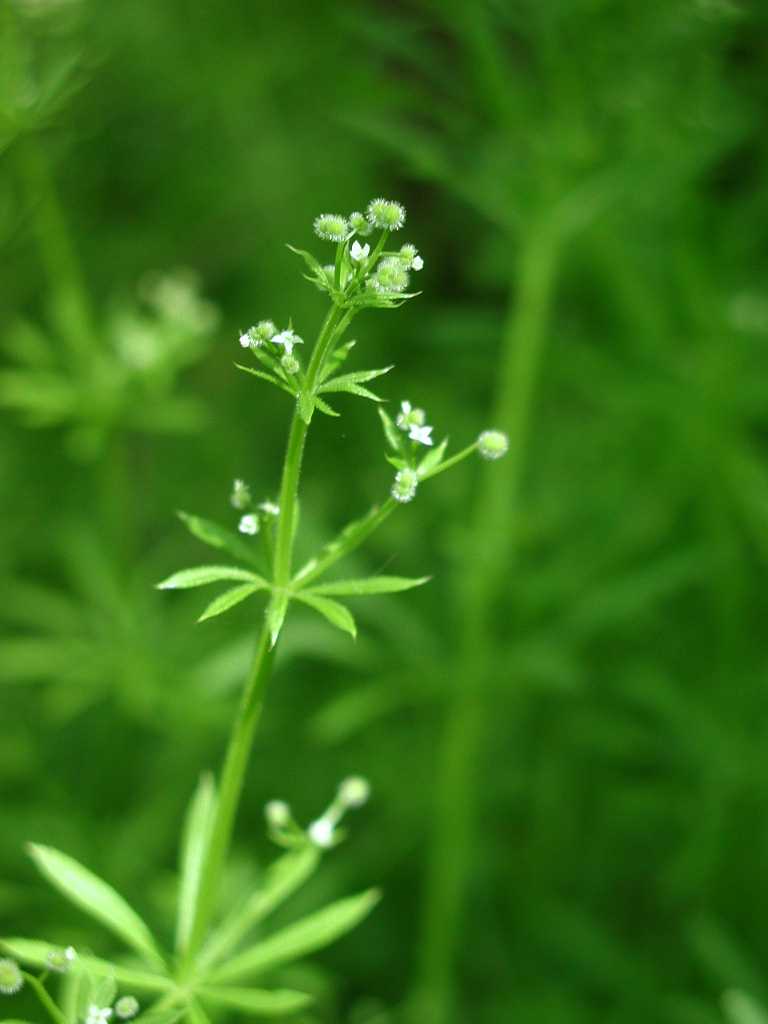 Cleavers is a natural remedy for swollen glands such as tonsillitis