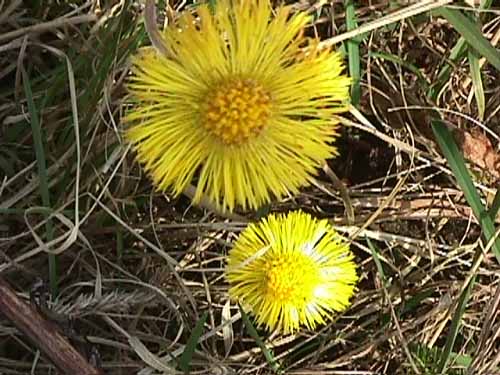 Coltsfoot is a natural remedy for coughs