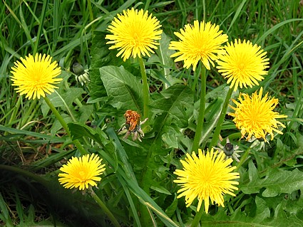 dandelion can improve digestive, urinary and liver health
