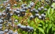 elderberry remedy