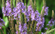 vervain herbal remedy